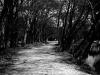 Arched Trail Path
