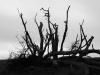 Dead Tree Reach
