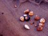 Sea Shells by the Sea Shore