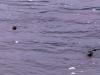 Seal Peek-a-boo