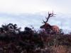 Tule Elk