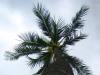 Coconut Tree