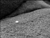 White Pebble
