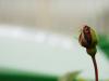 Rosebud