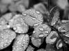 Drops II
