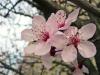 Spring? Blossoms