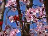Spring? Blossoms II