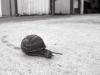 Morning Driveway Snail