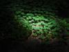 Lighted Clovers